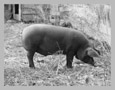 Thumbnail titled Young Boar
