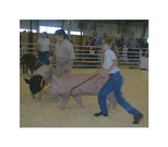 Thumbnail titled Youth Swine Competition