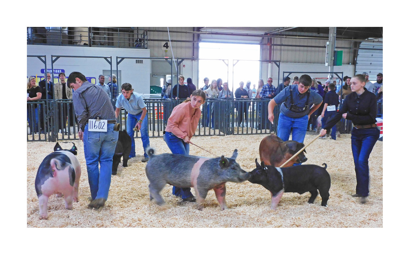 Photo titled Big E Youth Swine Show 2024