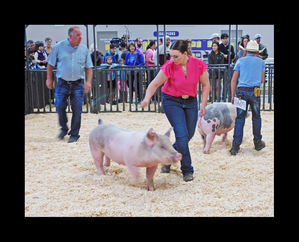 Photo titled Big E Youth Swine Show 2024