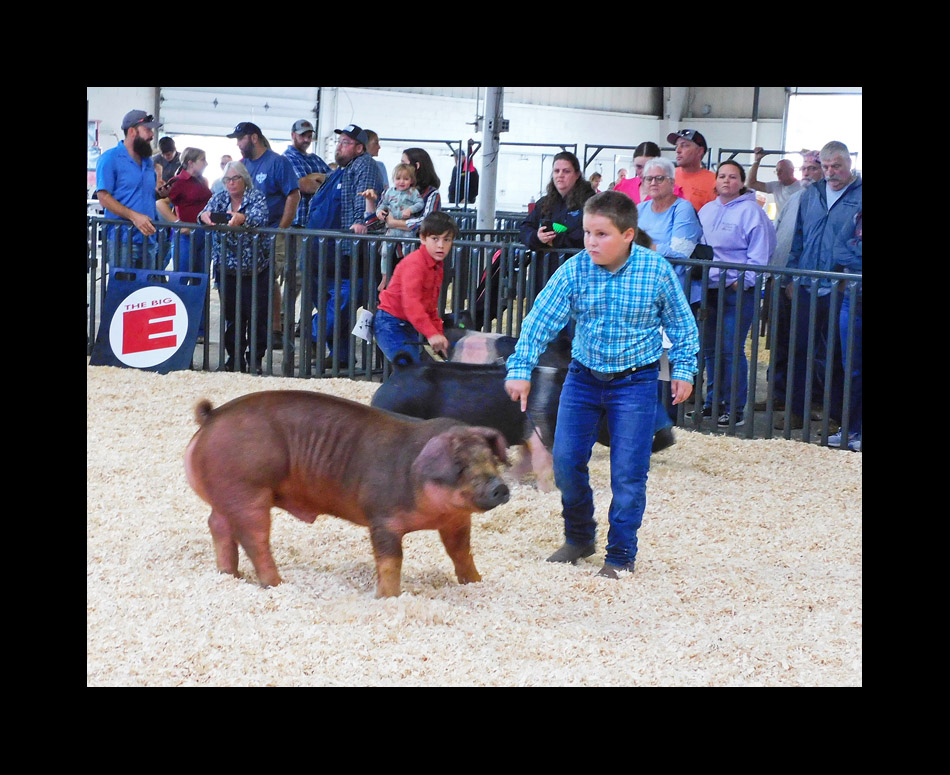 Photo titled Big E Youth Swine Show 2024