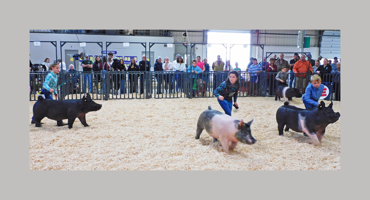 Photo titled Big E Youth Swine Show 2024