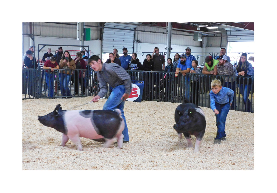Photo titled Big E Youth Swine Show 2024