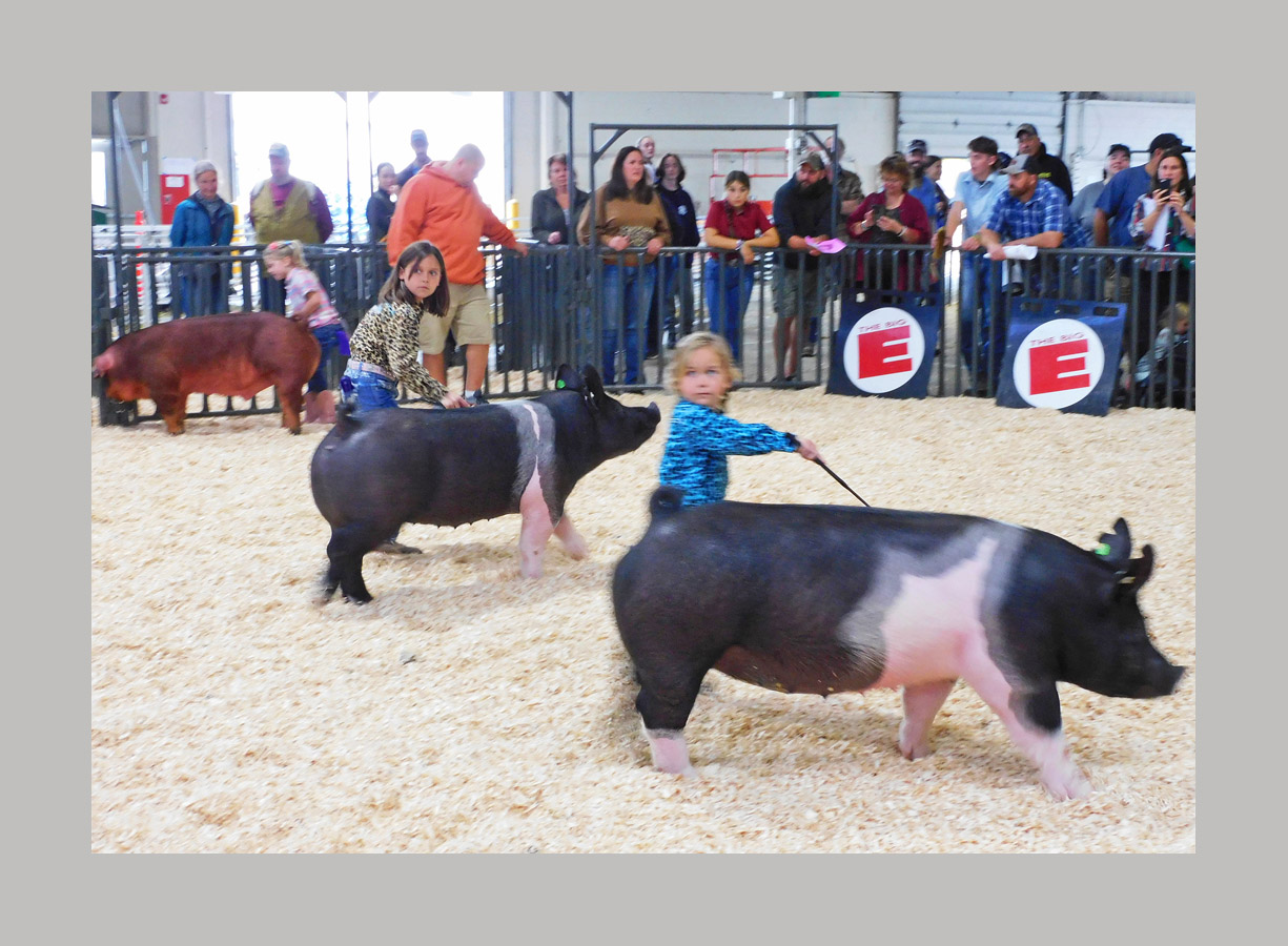 Photo titled Big E Youth Swine Show 2024