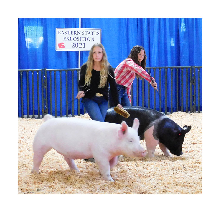 Photo titled Youth Swine Competitors 2 (Big E 2021)