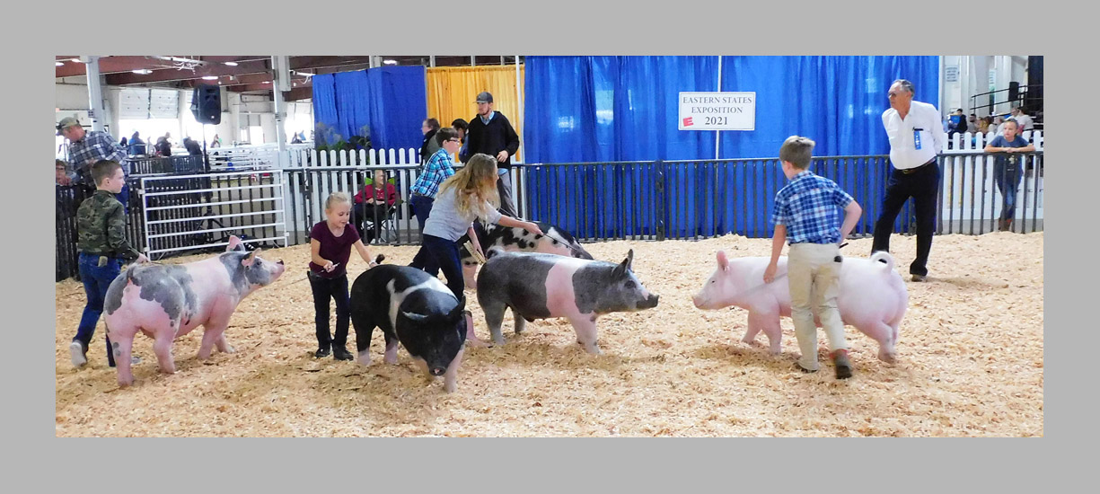 Photo titled Youth Swine Competitors 3 (Big E 2021)