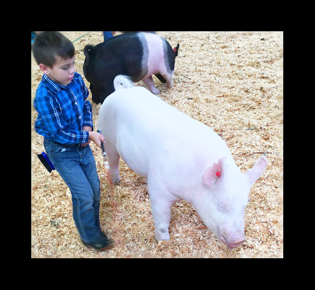 Photo titled Youth Swine Competitors 4 (Big E 2021)