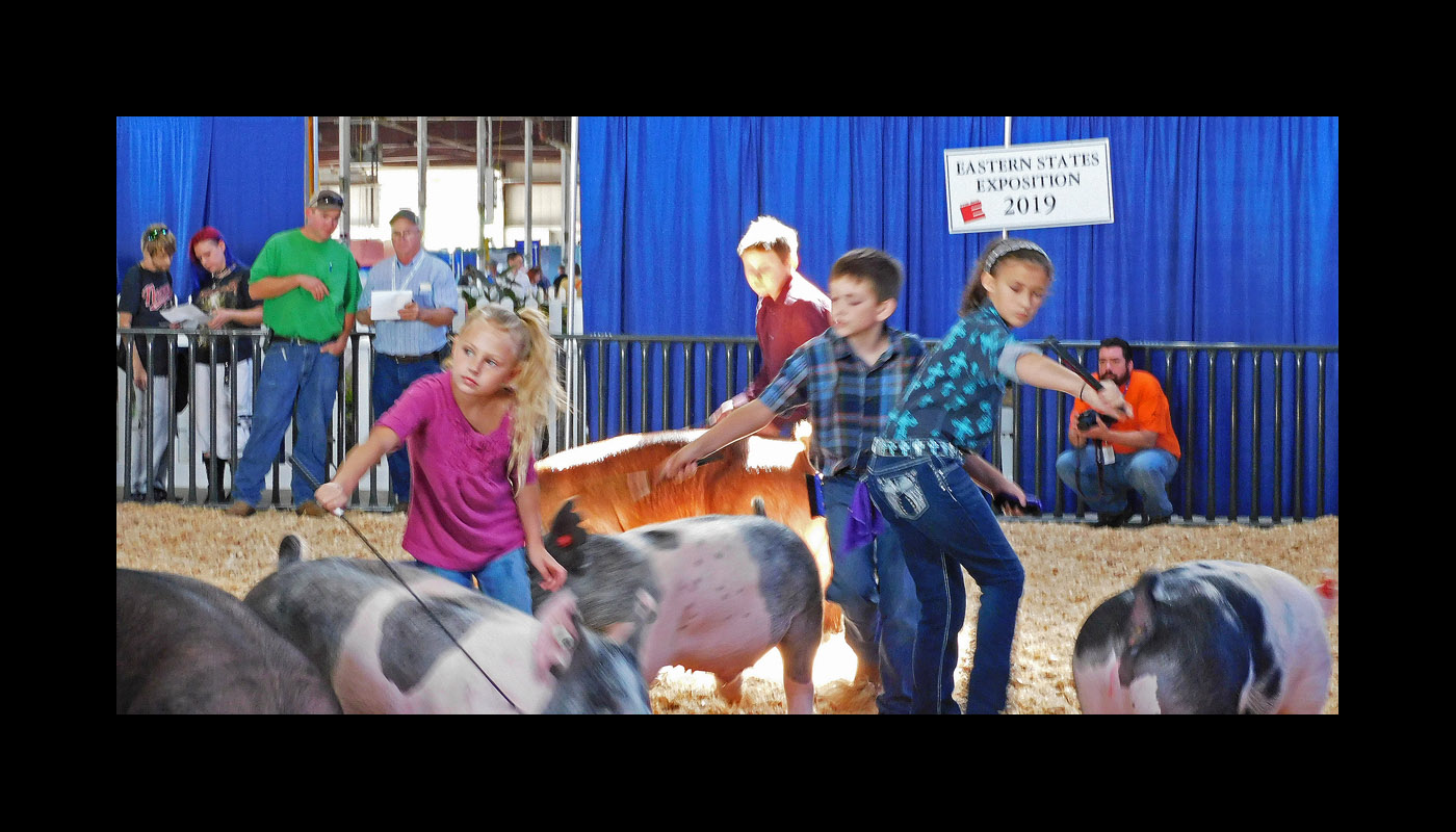 Photo titled Youth Swine Show 2019